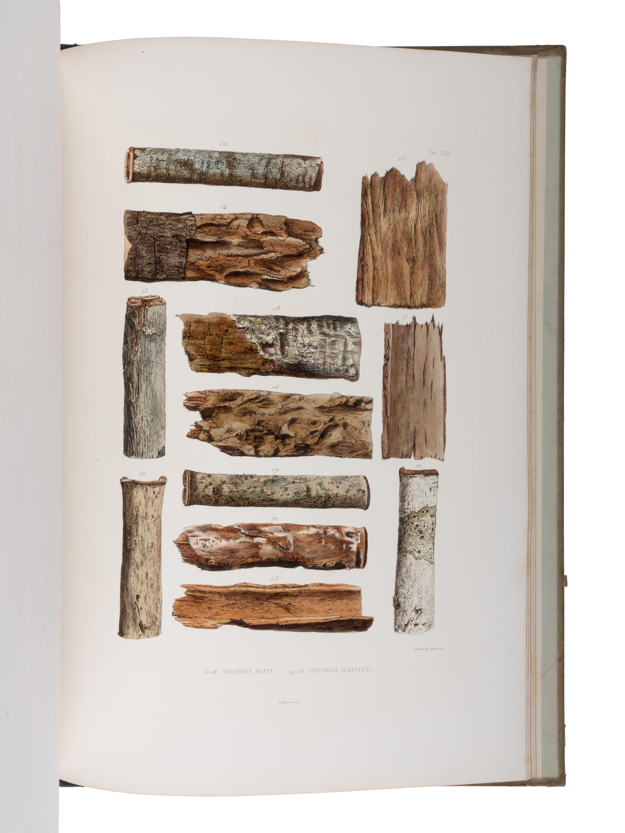 [NATURAL HISTORY]. WEDDELL, Hugh Algernon (1819-1877). Histoire Naturelle des Quinquinas, ou Monographie du Genre Chinchona, suivie d'une Description du Genre Cascarella et de quelques autres Plantes de la meme Tribu . Paris: Victor Masson, 1849.