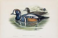 (GOULD, JOHN, after) RICHTER, H.C. Histrionicus Torquatas. Hand-colored lithograph from Birds of America.