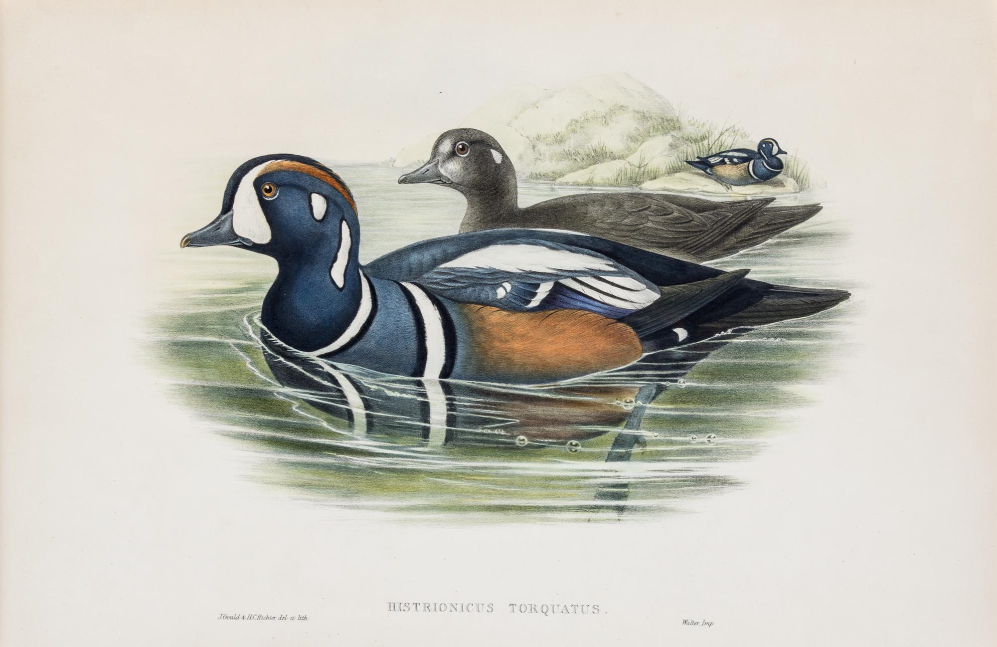(GOULD, JOHN, after) RICHTER, H.C. Histrionicus Torquatas. Hand-colored lithograph from Birds of America.