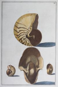 Nine Trowbridge Color Prints Depicting Sea Shells in Giltwood Frames — 20th Century