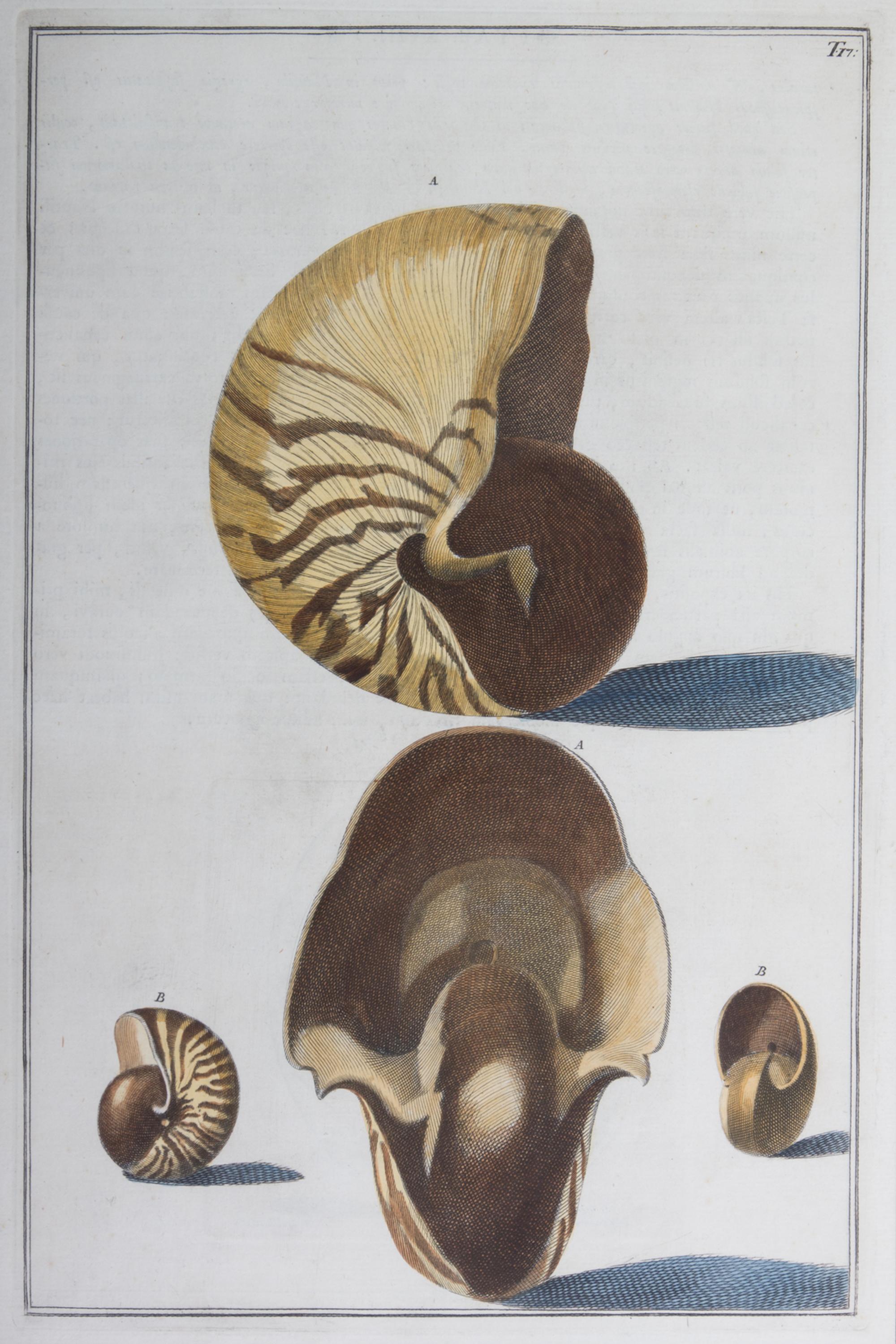 Nine Trowbridge Color Prints Depicting Sea Shells in Giltwood Frames — 20th Century
