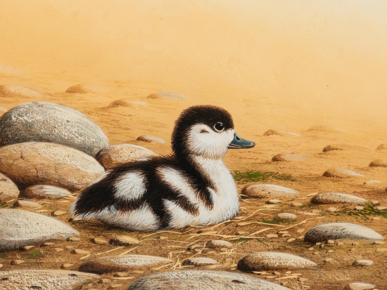 Shelduck Chick