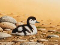 Shelduck Chick