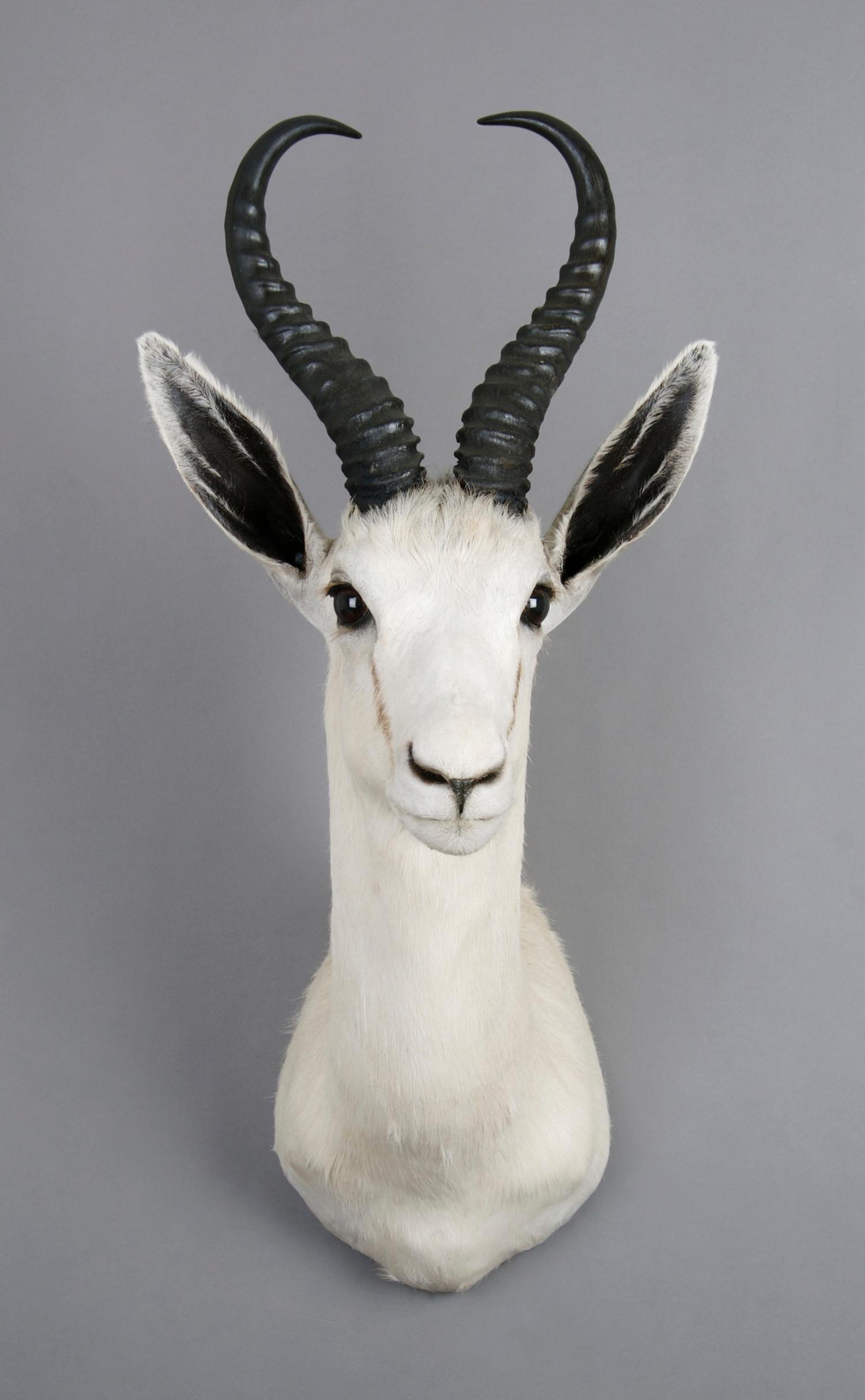 A Taxidermied White Springbok Buck. Height 26 inches.