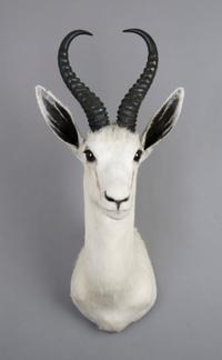 A Taxidermied White Springbok Buck. Height 26 inches.