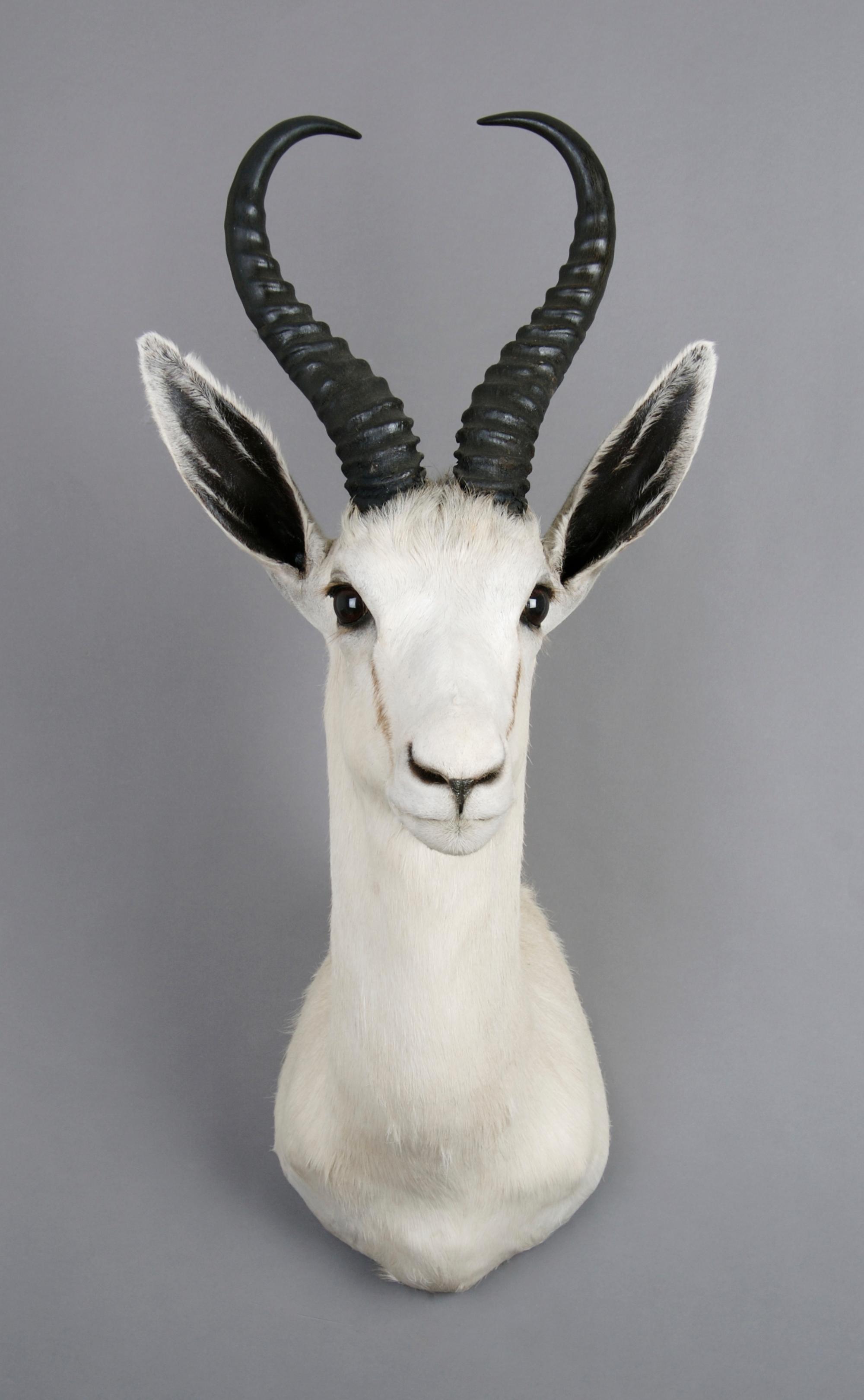 A Taxidermied White Springbok Buck. Height 26 inches.