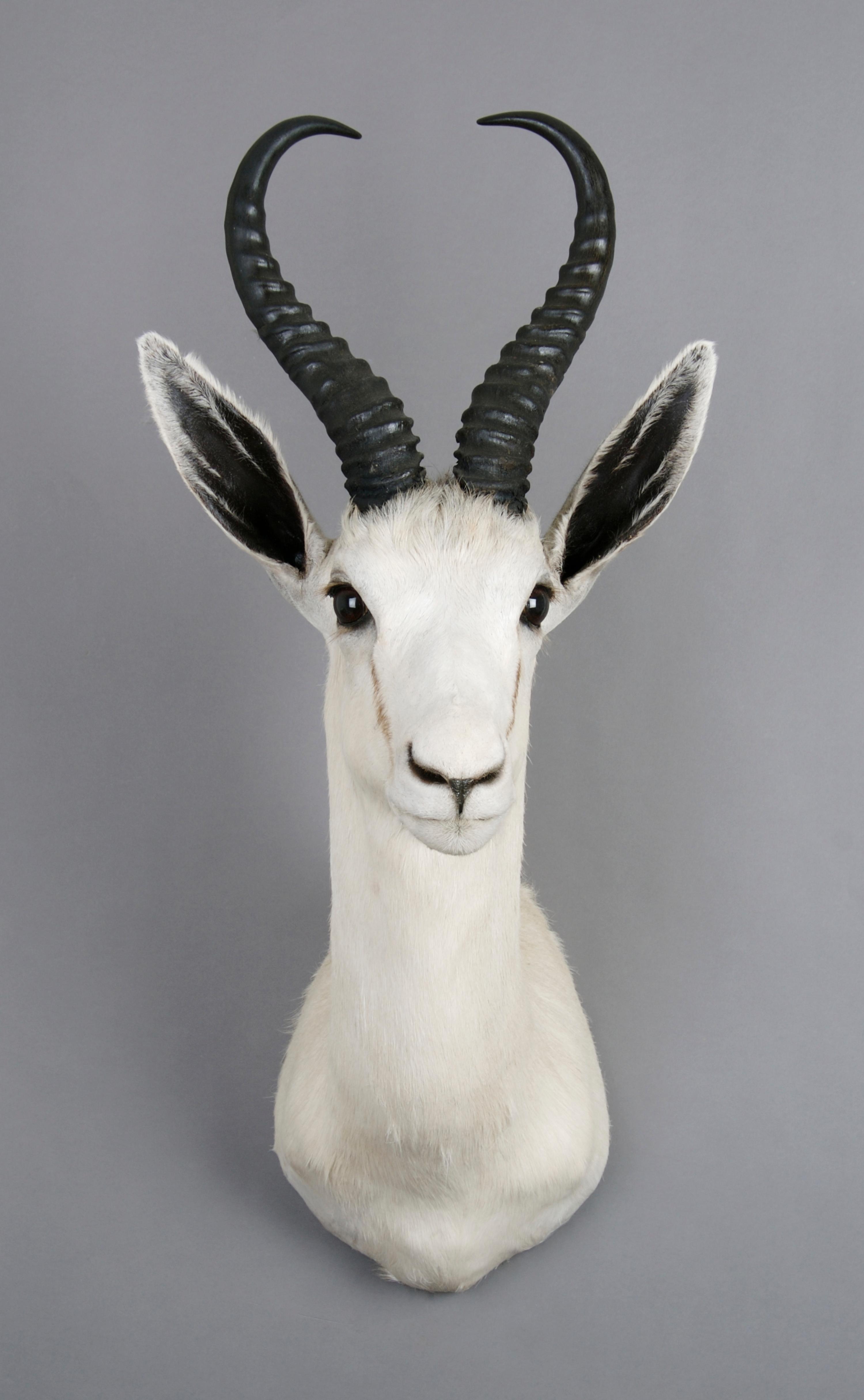 A Taxidermied White Springbok Buck. Height 26 inches.