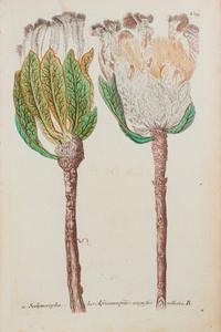 A Group of Six Hand-Colored Botanical Engravings from Johann Weinmann's Phytanthoza Iconographia — CIRCA 1740