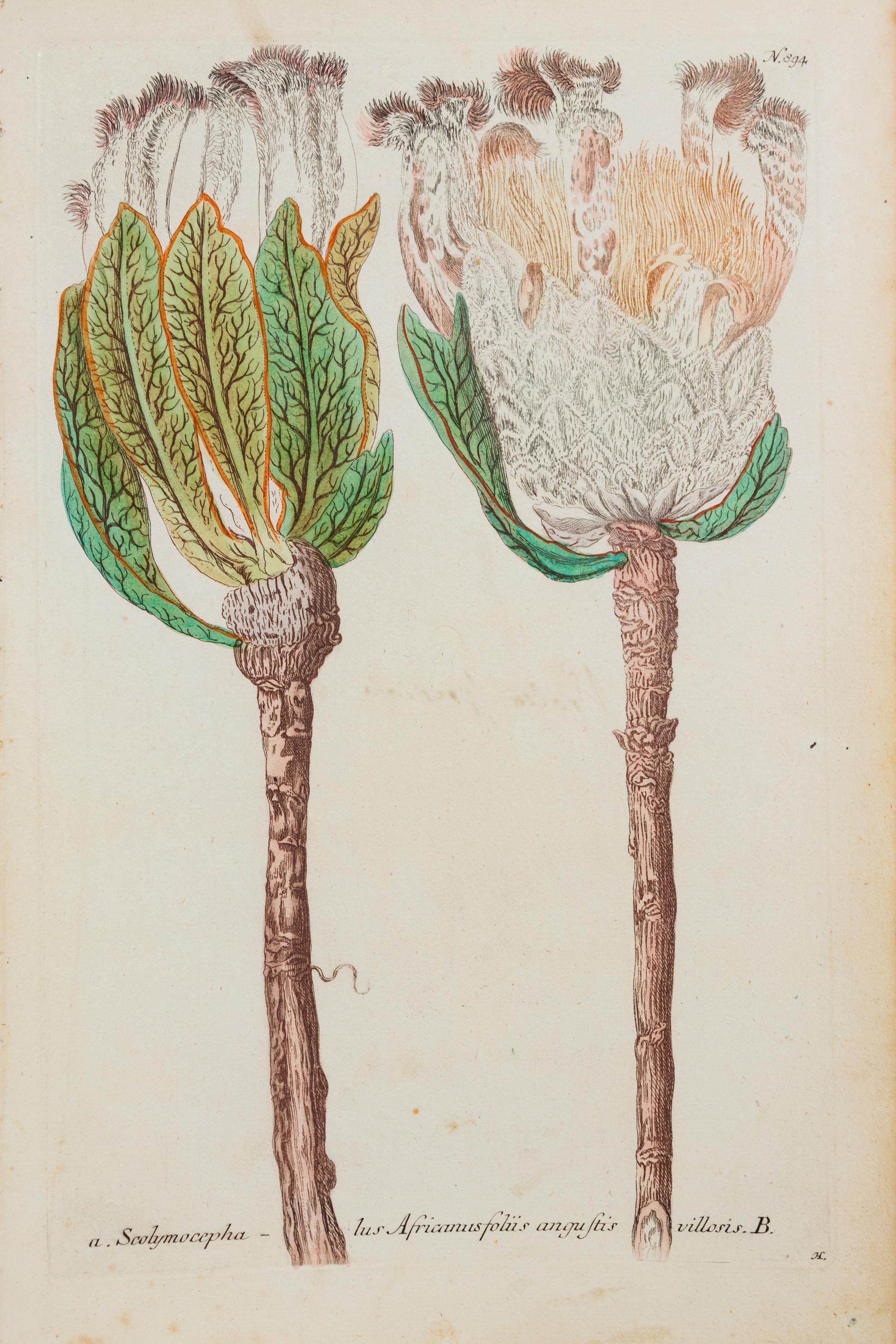 A Group of Six Hand-Colored Botanical Engravings from Johann Weinmann's Phytanthoza Iconographia — CIRCA 1740