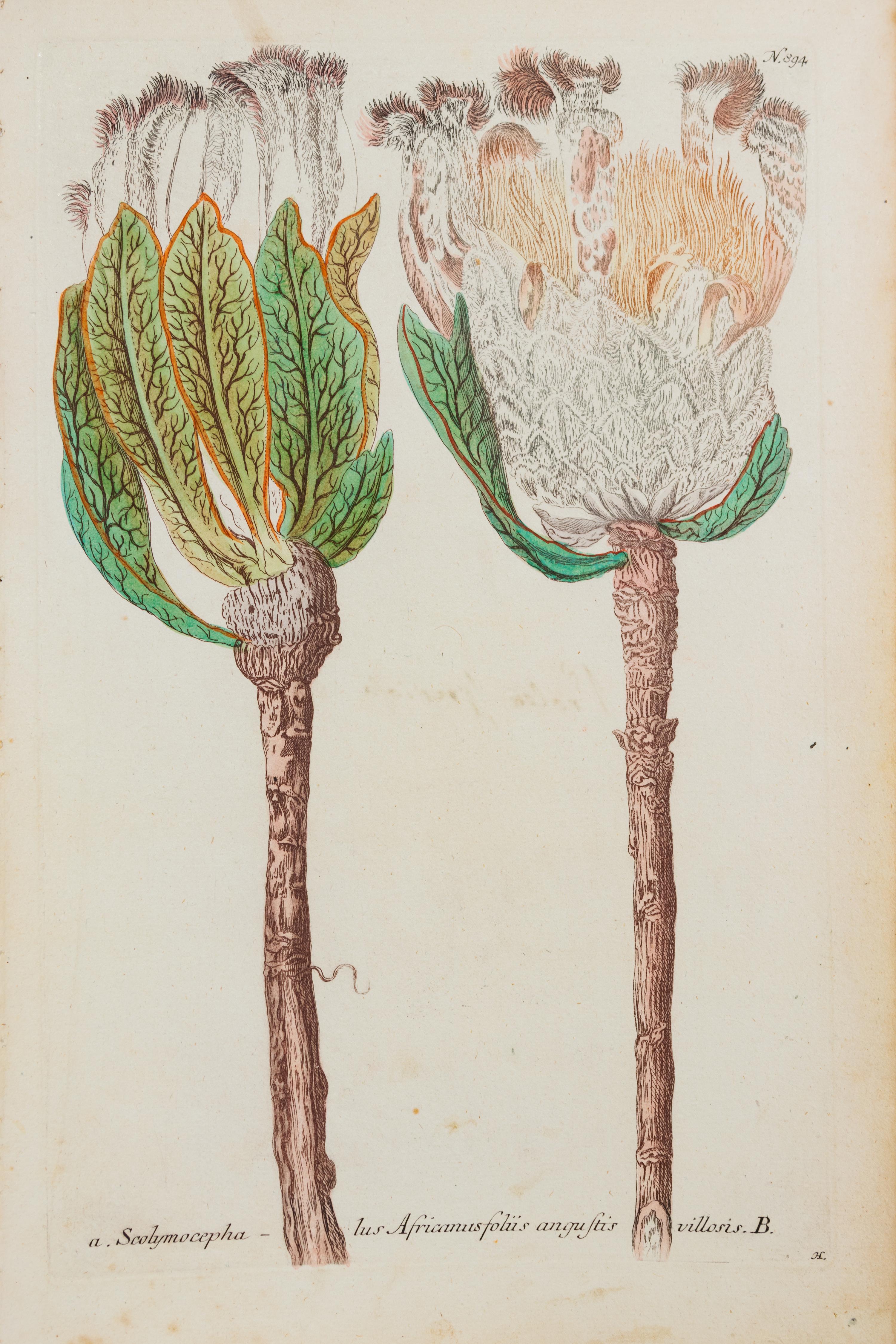 A Group of Six Hand-Colored Botanical Engravings from Johann Weinmann's Phytanthoza Iconographia — CIRCA 1740