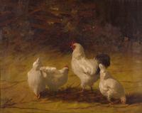 Chickens