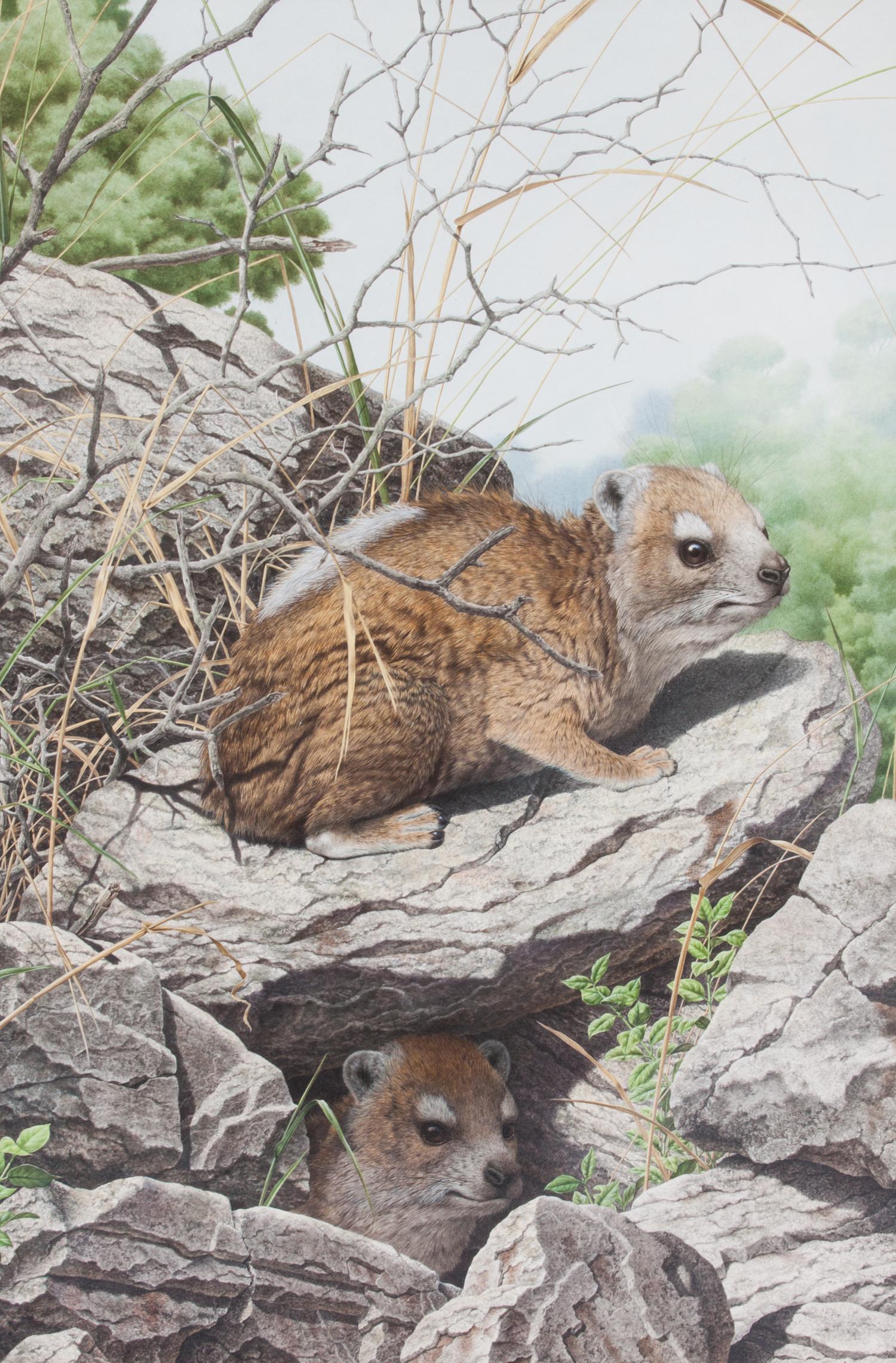 Axel Amuchastegui, (Argentinean, 1921-2002), Rock Hyrax