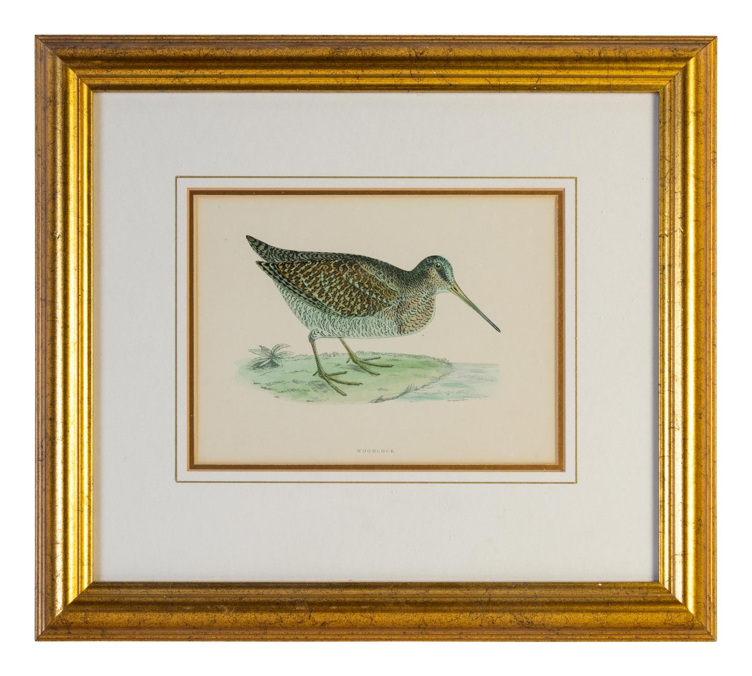 A Group of Twelve Framed Ornithological Prints