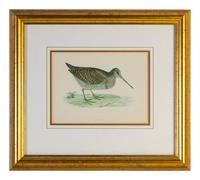 A Group of Twelve Framed Ornithological Prints