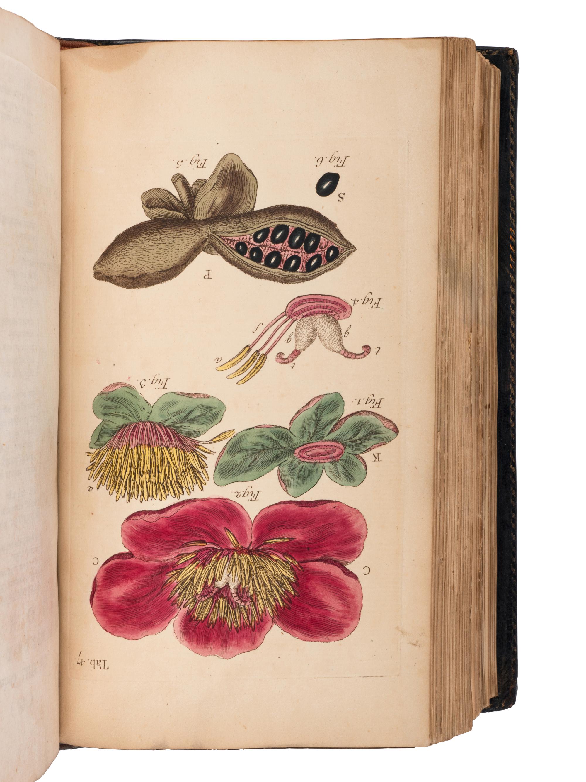 [NATURAL HISTORY]. MILLER, John (1715-ca 1792). An Illustration of the Sexual System of Linnaeus . London, Published & Sold at the Author's House, 1779.