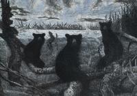 Bear Walking