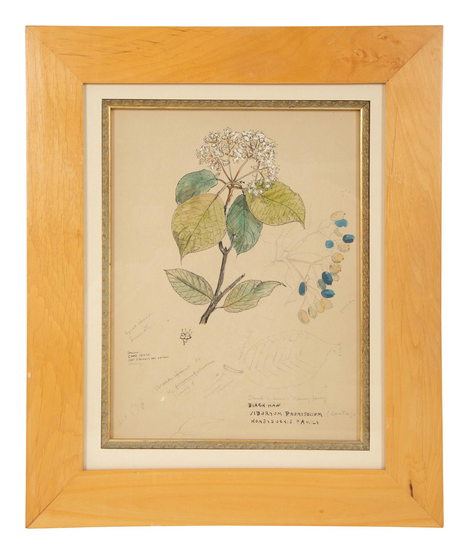 Eighteen Botanical Watercolors