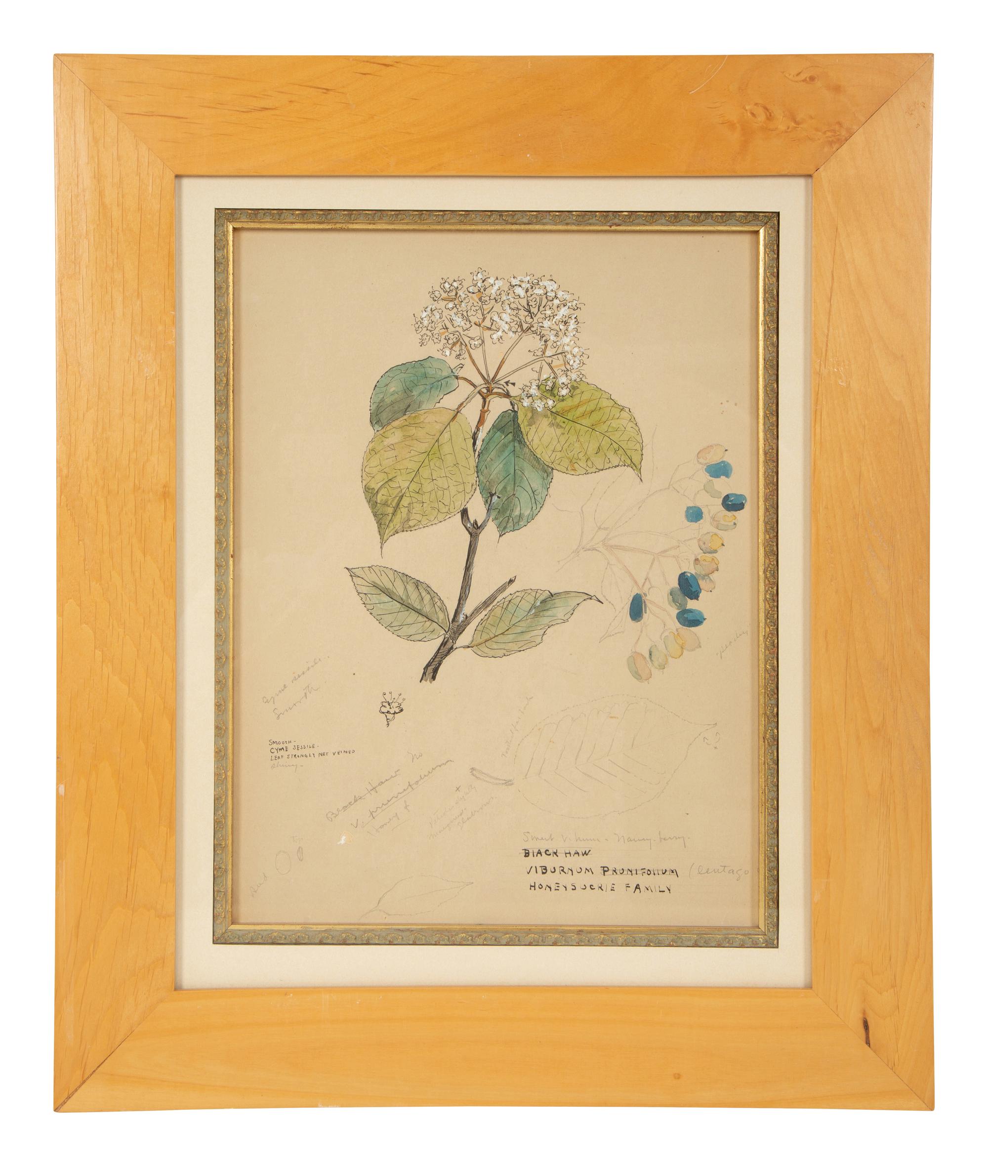 Eighteen Botanical Watercolors