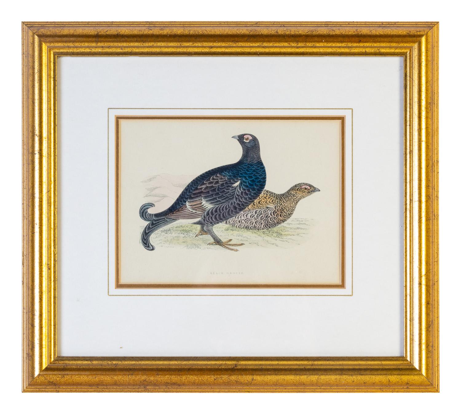 A Group of Twelve Framed Ornithological Prints