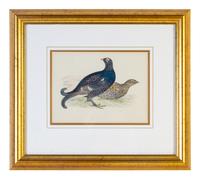 A Group of Twelve Framed Ornithological Prints