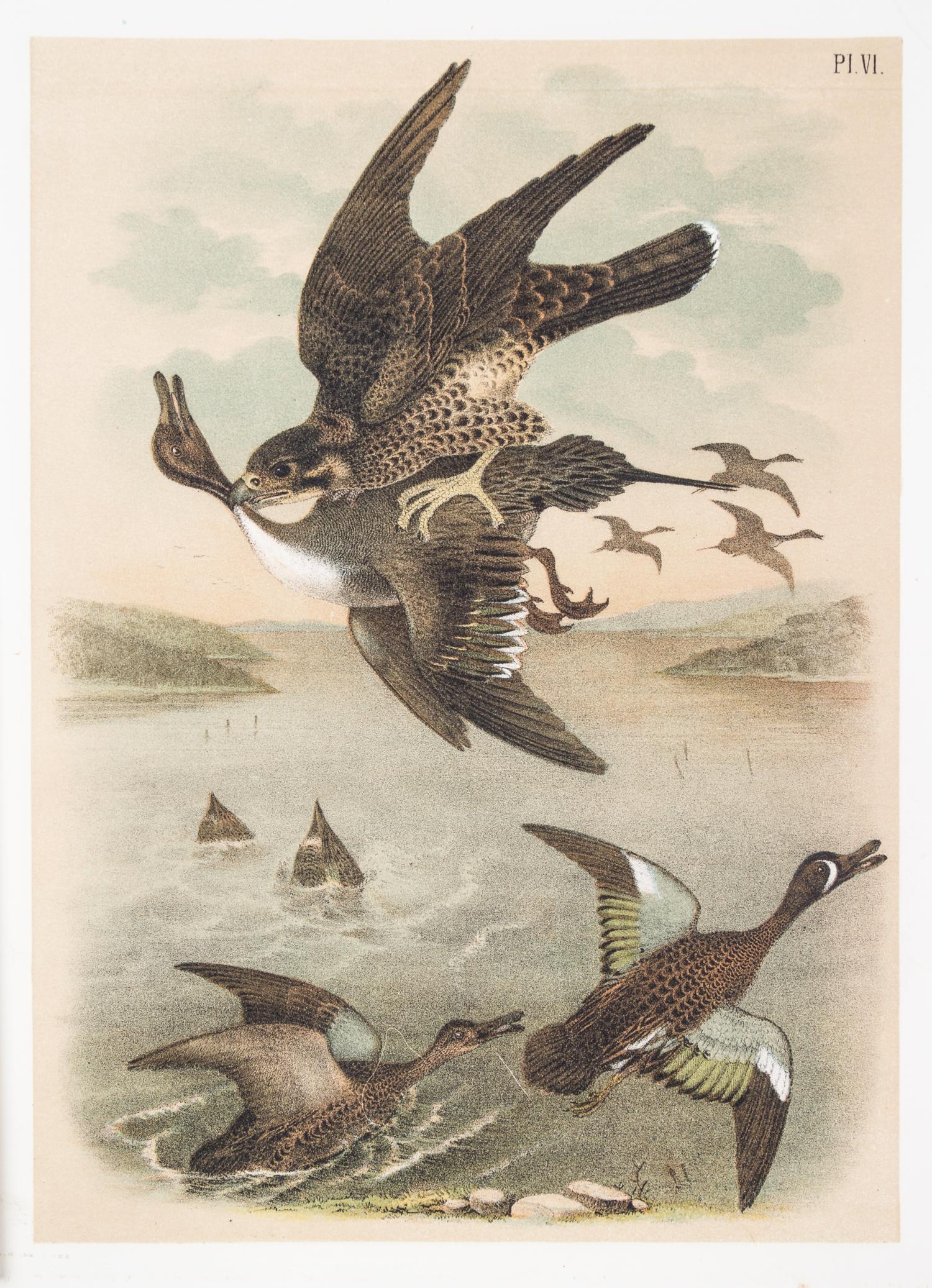 (STUDER, JACOB) JASPER, THEODORE. ..The Birds of North America. Columbus, [c. 1880] 56 color litho plates, disbound.