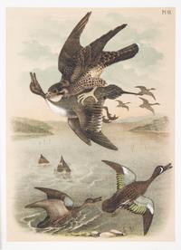 (STUDER, JACOB) JASPER, THEODORE. ..The Birds of North America. Columbus, [c. 1880] 56 color litho plates, disbound.