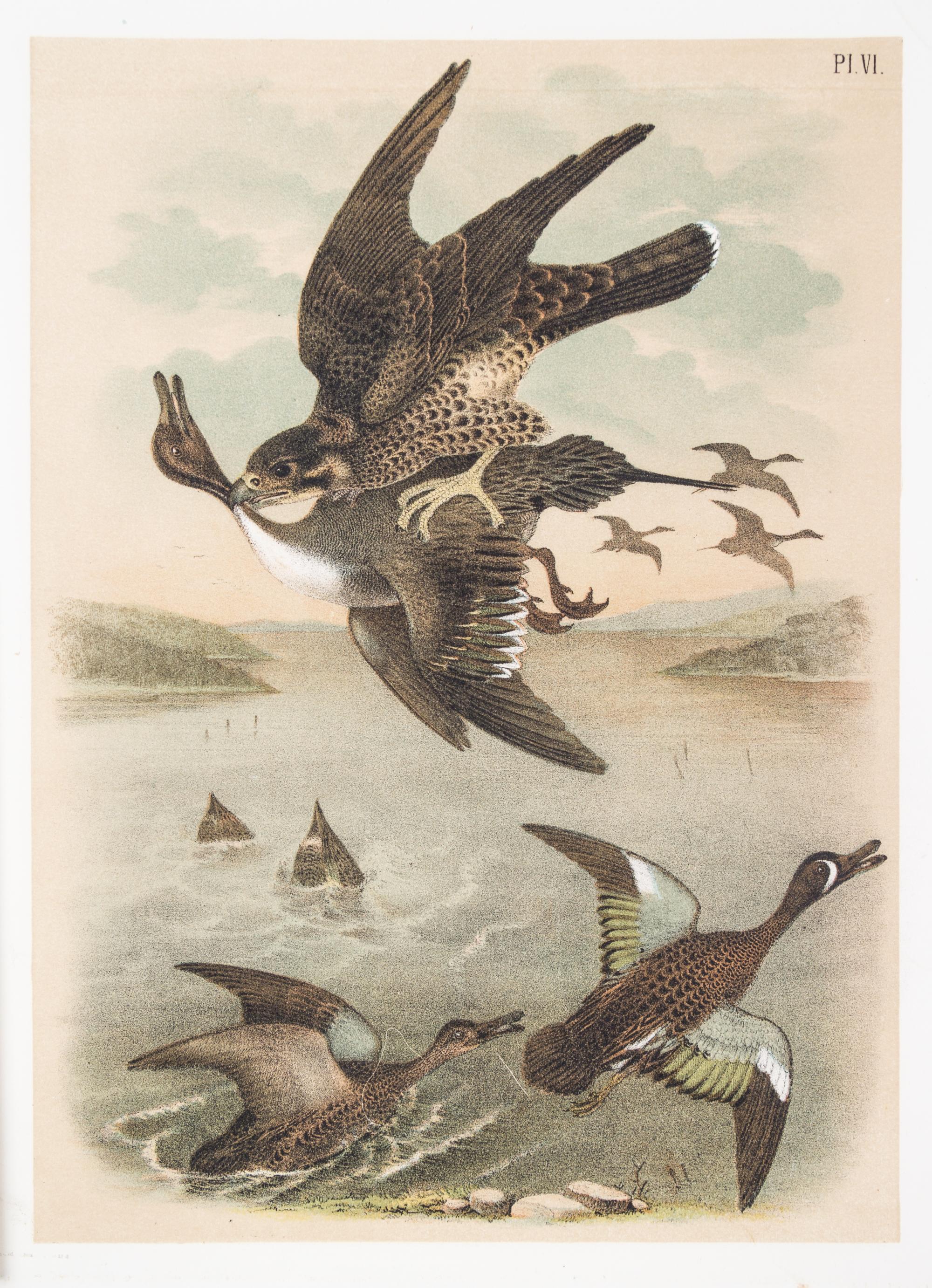 (STUDER, JACOB) JASPER, THEODORE. ..The Birds of North America. Columbus, [c. 1880] 56 color litho plates, disbound.