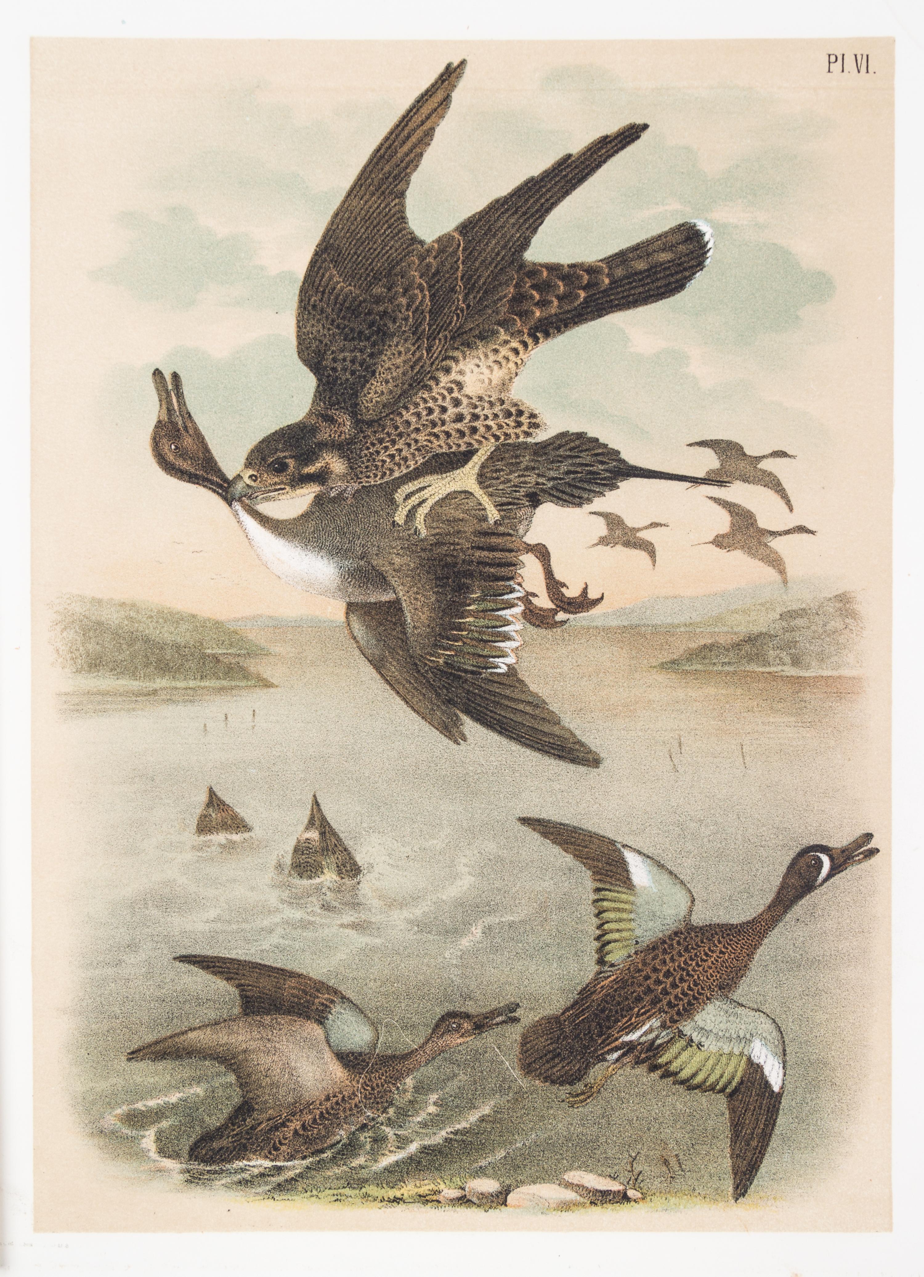 (STUDER, JACOB) JASPER, THEODORE. ..The Birds of North America. Columbus, [c. 1880] 56 color litho plates, disbound.