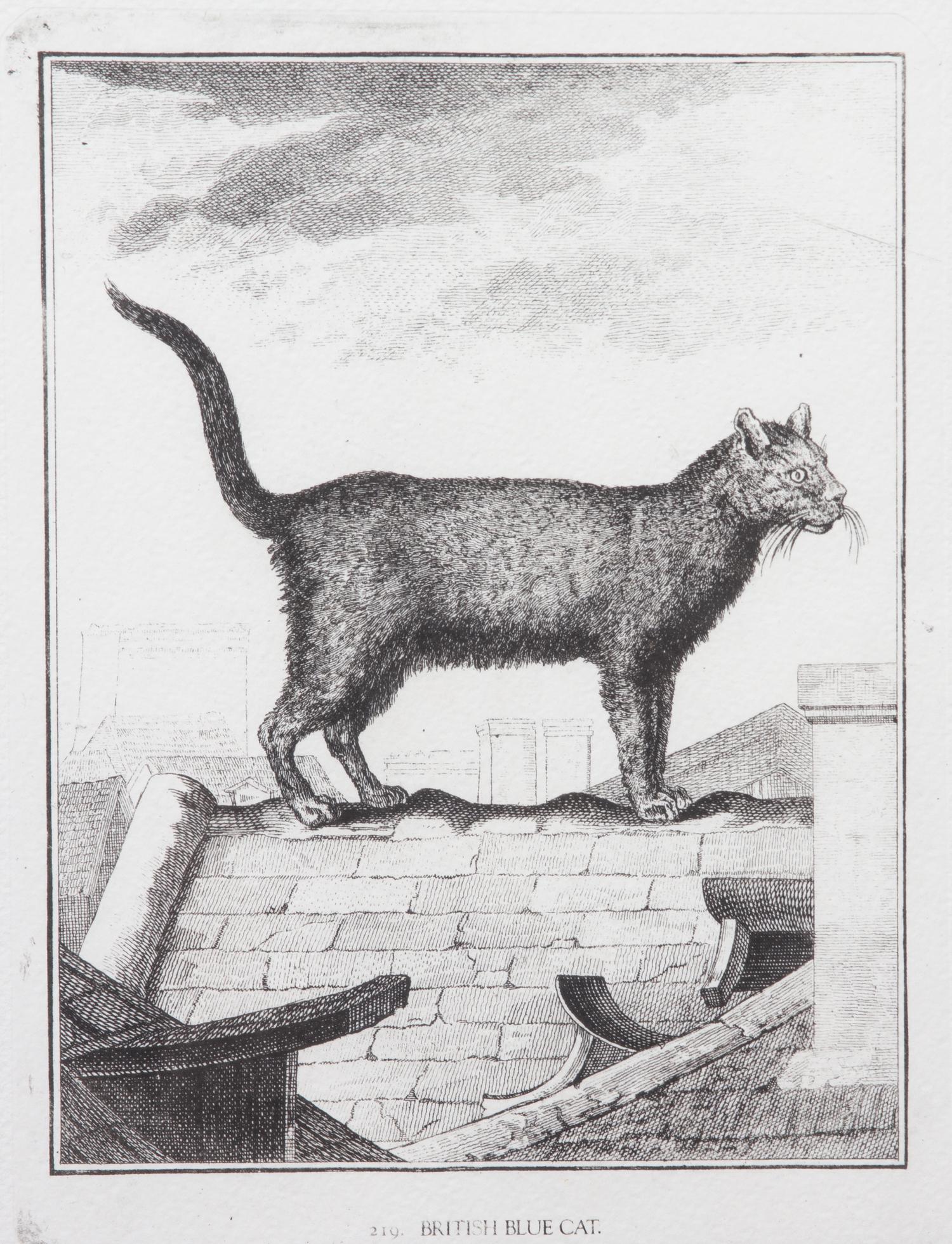 A Collection of Twenty Framed Black & White Animal Prints Framed size 21 3/4 x 19 1/2 inches. — 20TH CENTURY