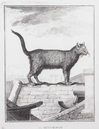 A Collection of Twenty Framed Black & White Animal Prints Framed size 21 3/4 x 19 1/2 inches. — 20TH CENTURY