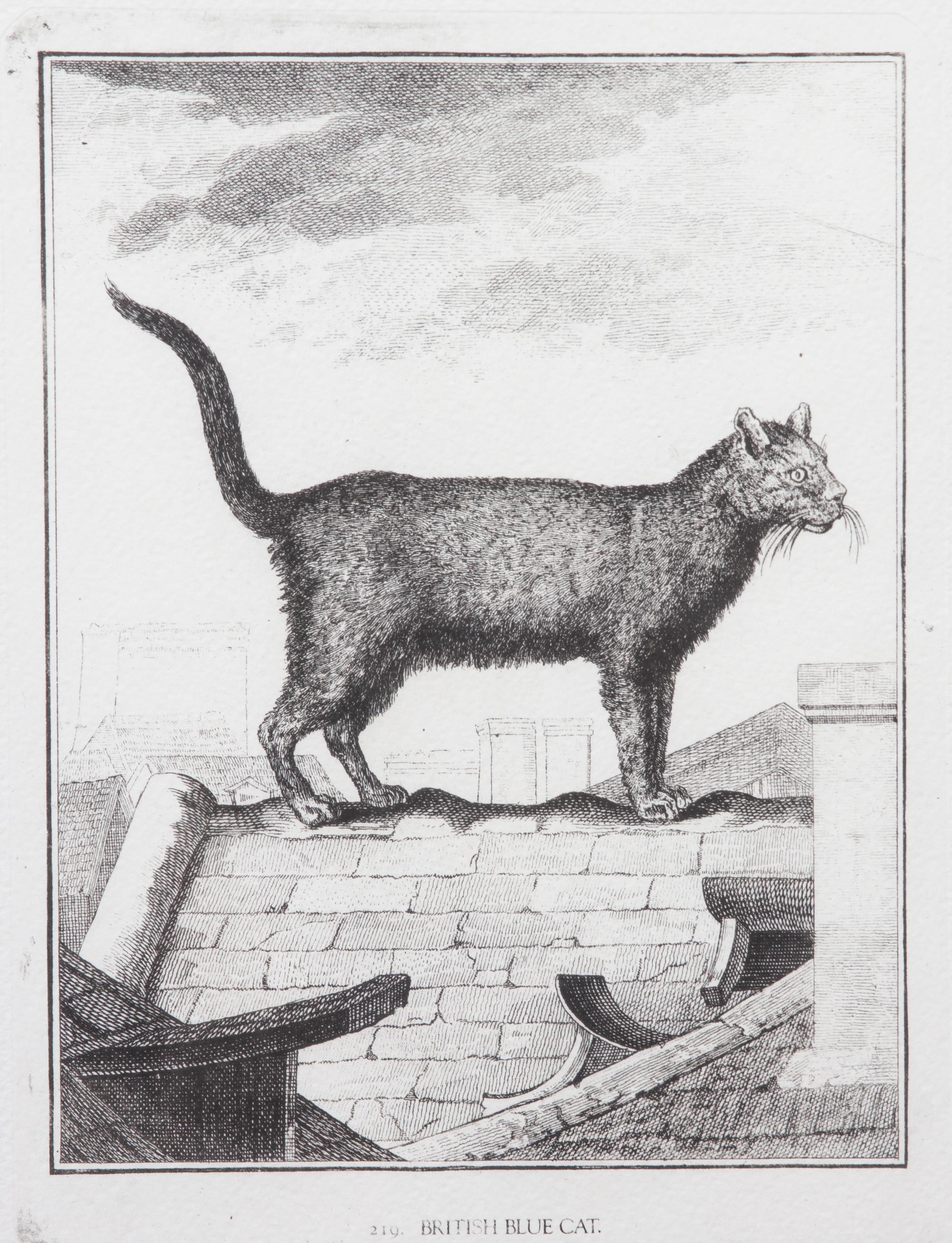 A Collection of Twenty Framed Black & White Animal Prints Framed size 21 3/4 x 19 1/2 inches. — 20TH CENTURY