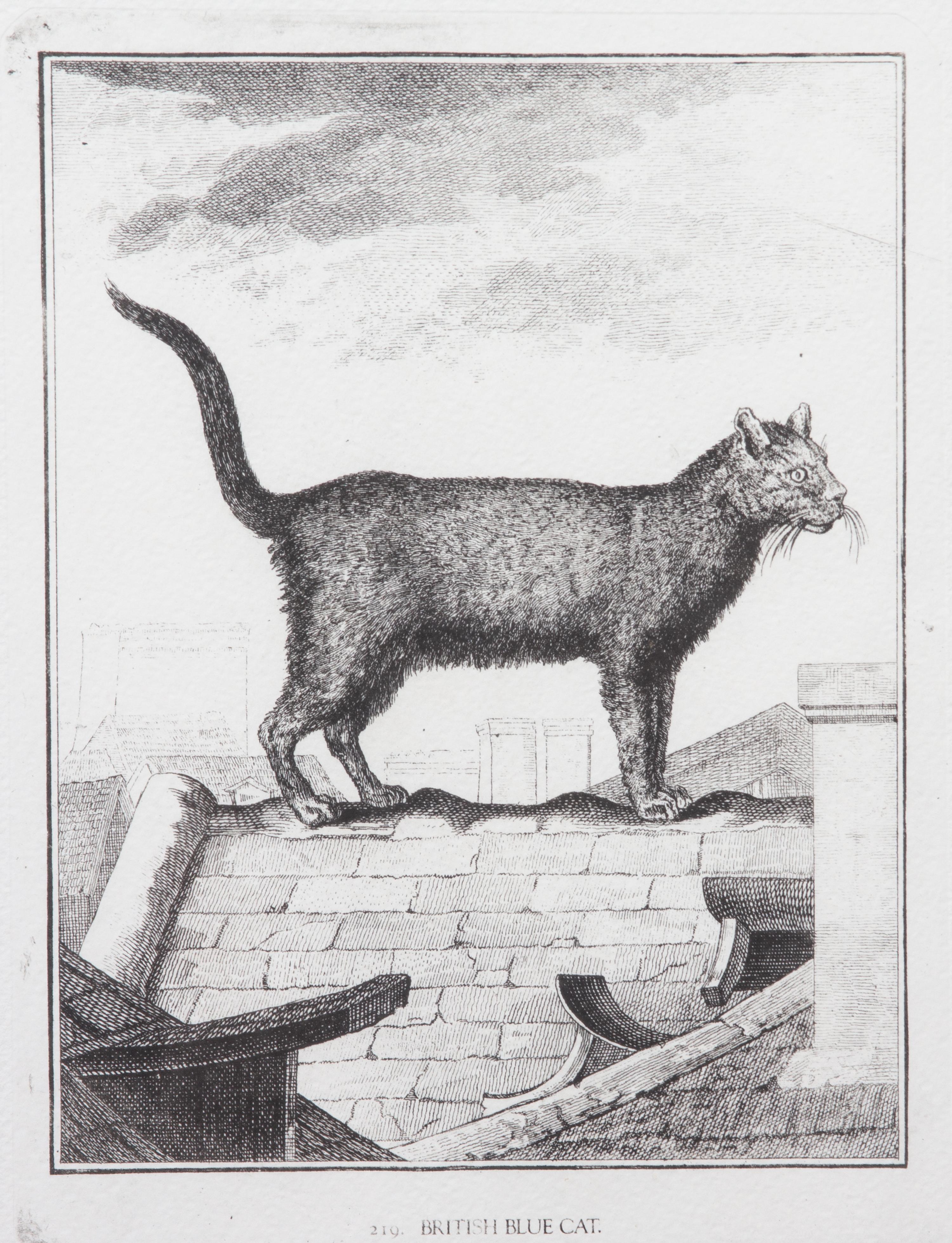 A Collection of Twenty Framed Black & White Animal Prints Framed size 21 3/4 x 19 1/2 inches. — 20TH CENTURY