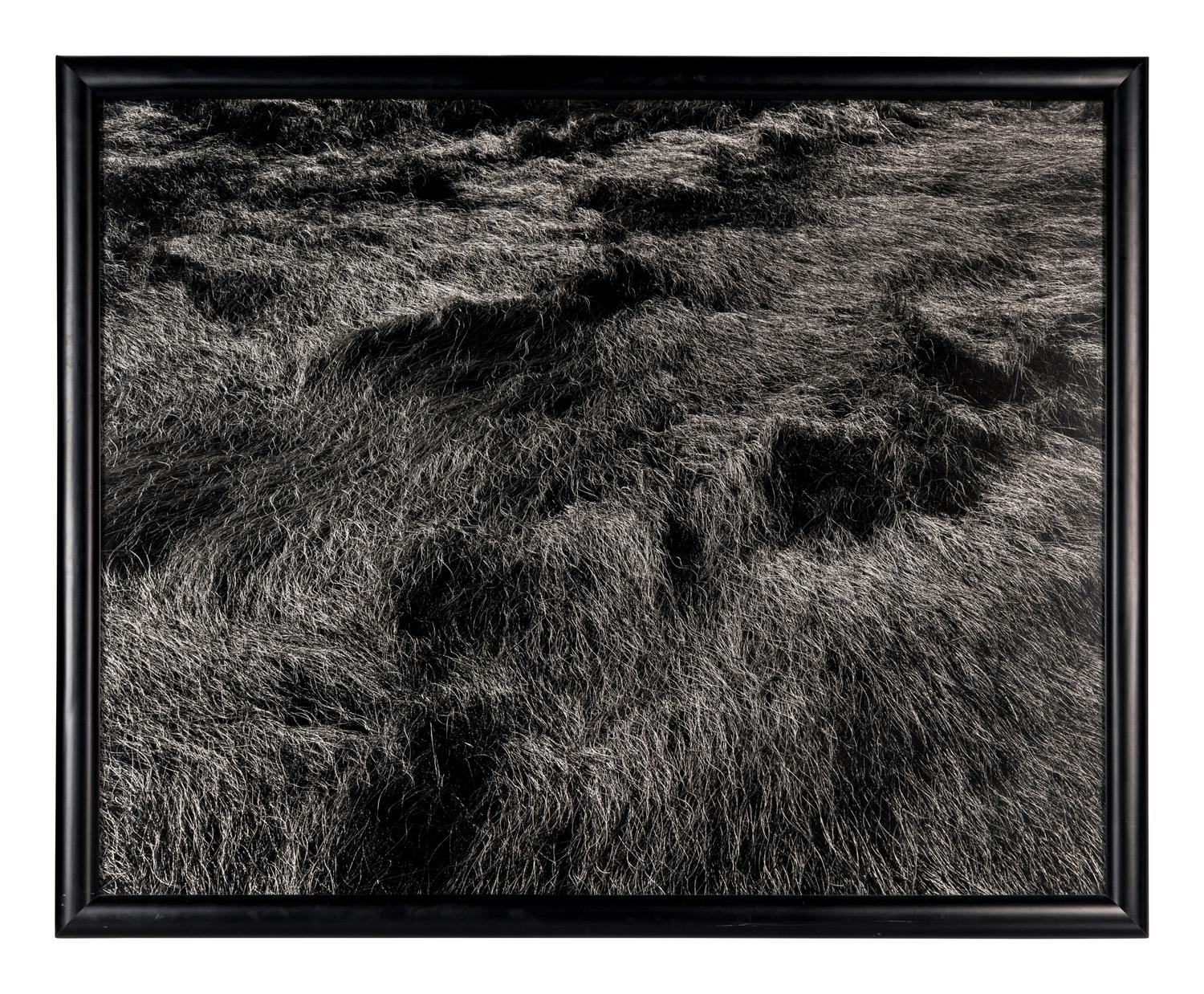 Harry Callahan (1912-1999) Grasses, Massachusetts, 1965