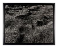 Harry Callahan (1912-1999) Grasses, Massachusetts, 1965