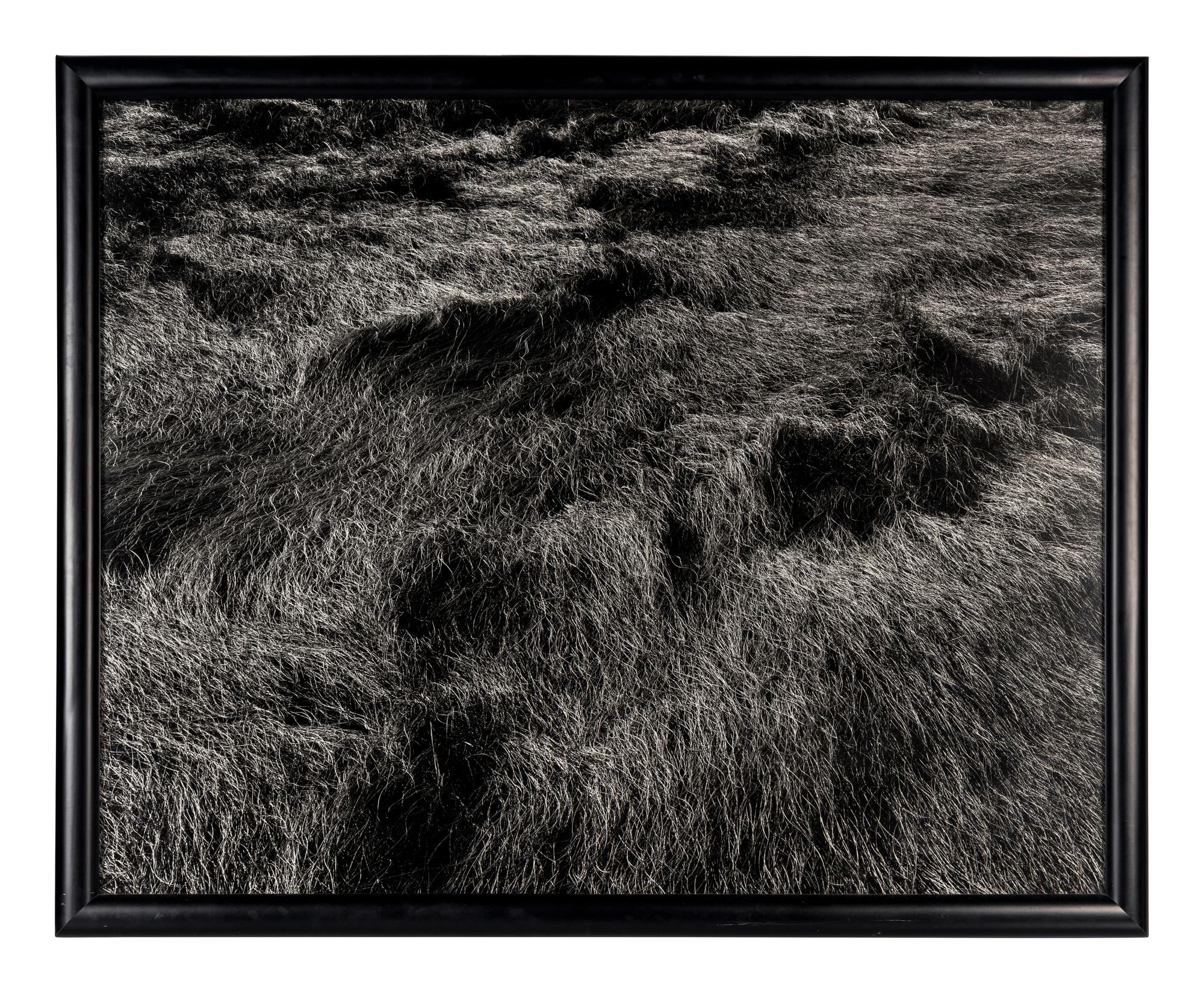 Harry Callahan (1912-1999) Grasses, Massachusetts, 1965