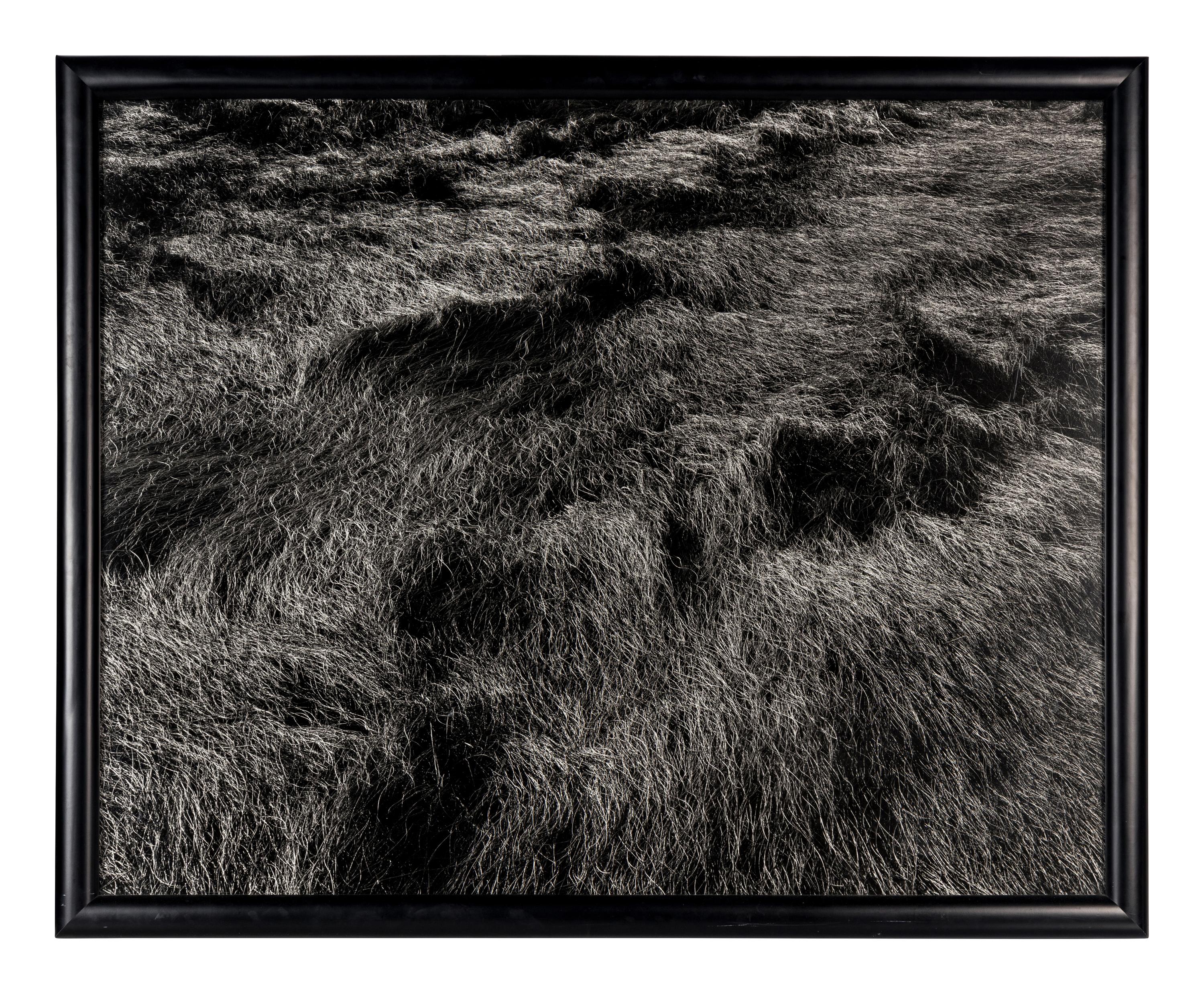 Harry Callahan (1912-1999) Grasses, Massachusetts, 1965