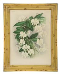 A Set of Twelve Framed Botanical Lithographs