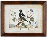 American School 19th century "the rice bird," circa 1825