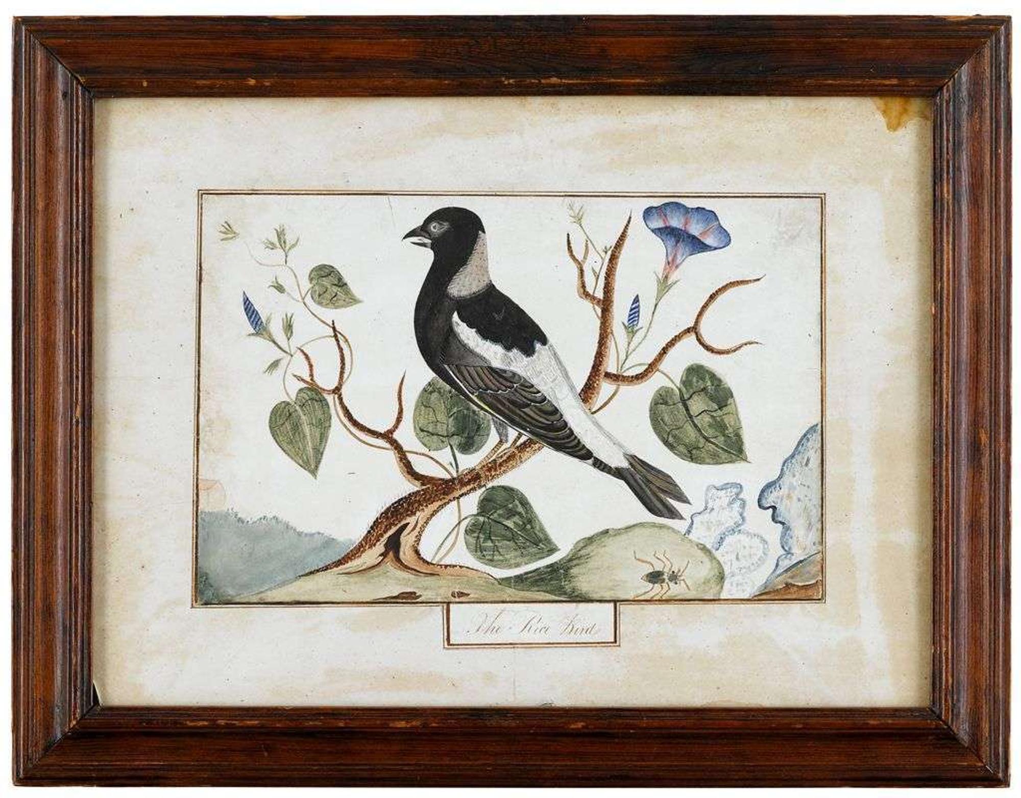 American School 19th century "the rice bird," circa 1825