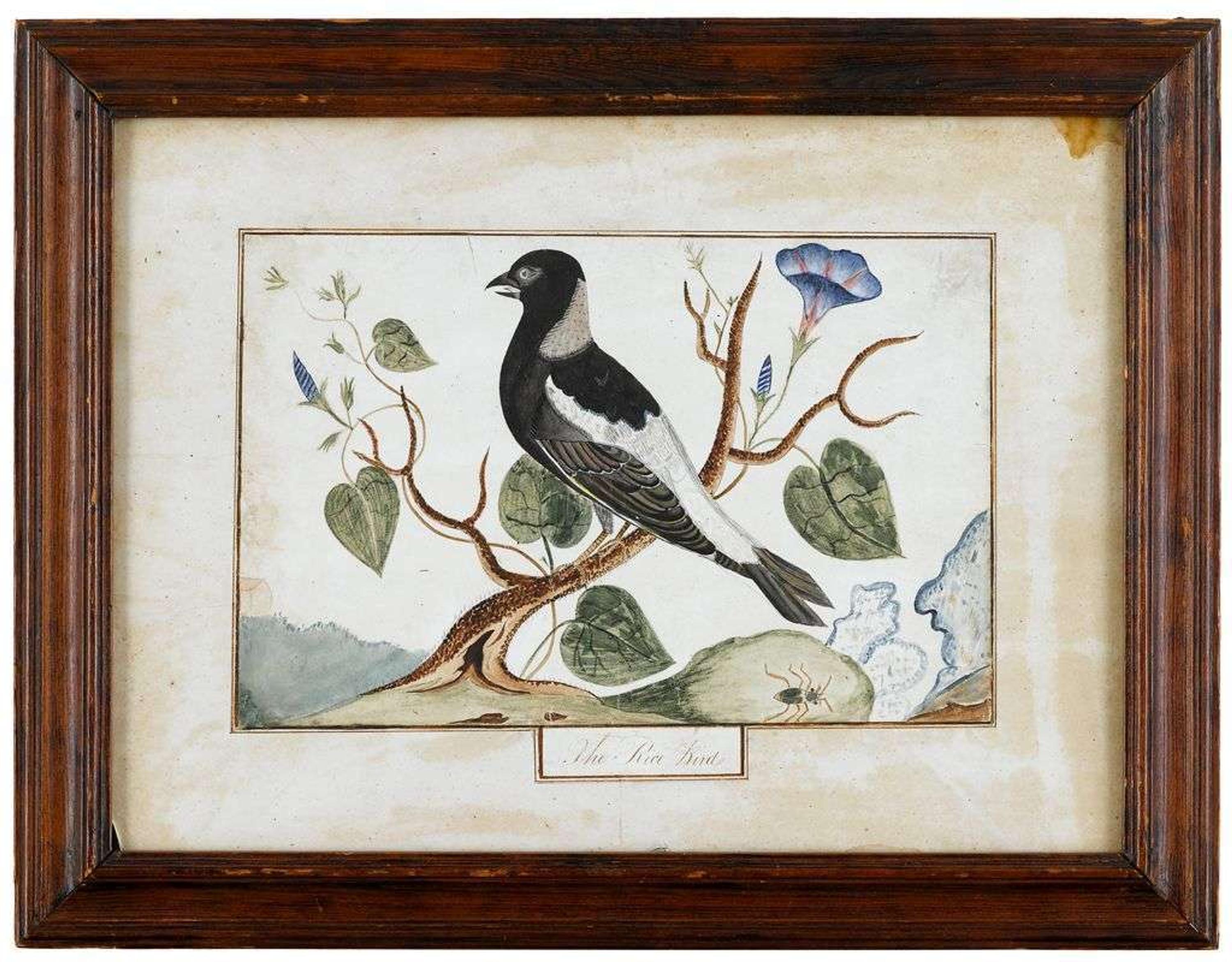 American School 19th century "the rice bird," circa 1825