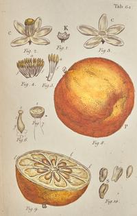 [NATURAL HISTORY]. MILLER, John (1715-ca 1792). An Illustration of The Sexual System, of Linnaeus. London: Printed for Robert Faulder, 1789-94.