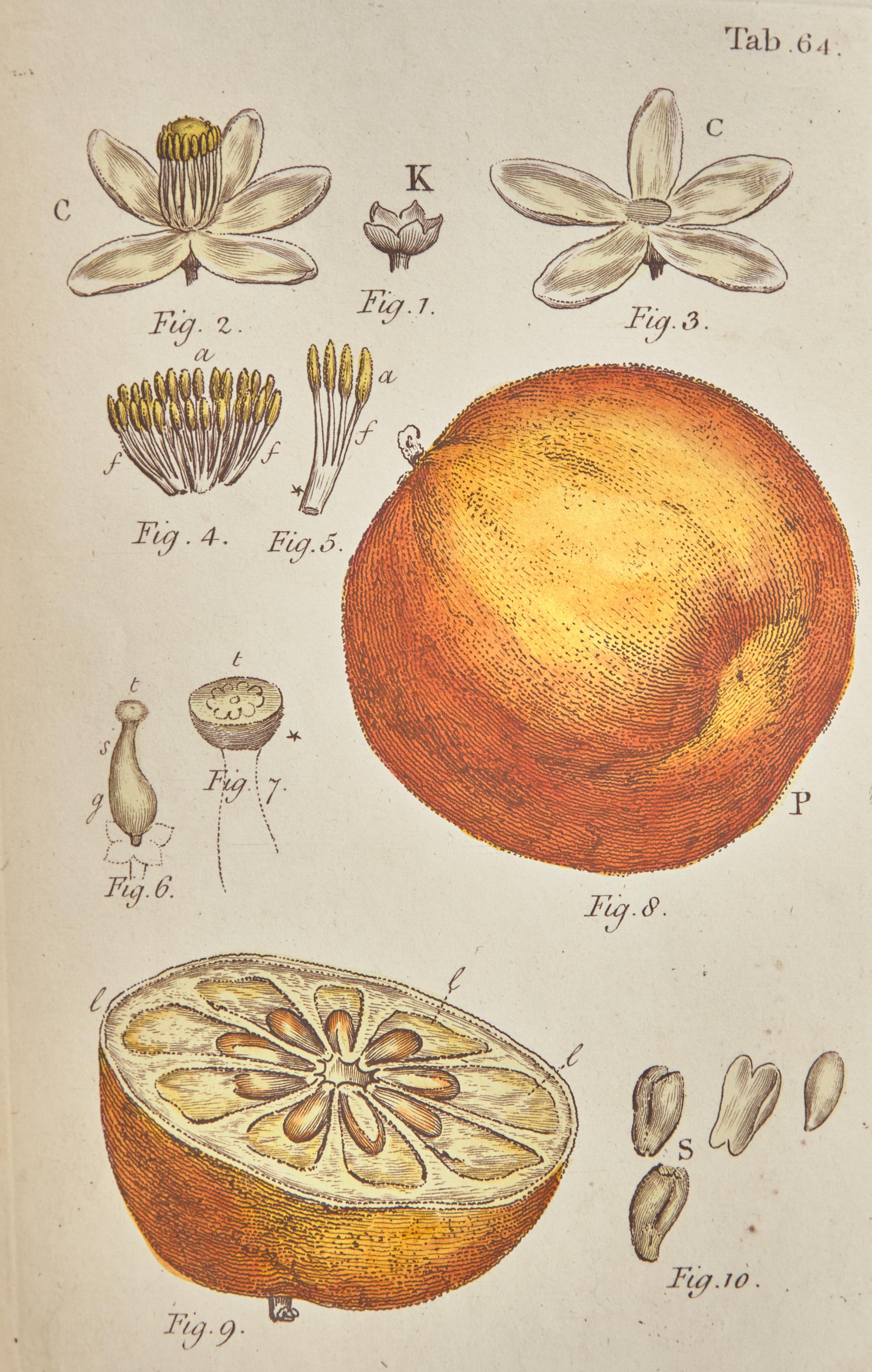 [NATURAL HISTORY]. MILLER, John (1715-ca 1792). An Illustration of The Sexual System, of Linnaeus. London: Printed for Robert Faulder, 1789-94.
