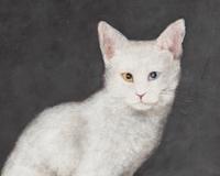 Deaf Cat