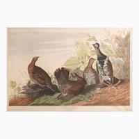 [Prints] Audubon, J(ohn). J(ames). Spotted or Canada Grouse