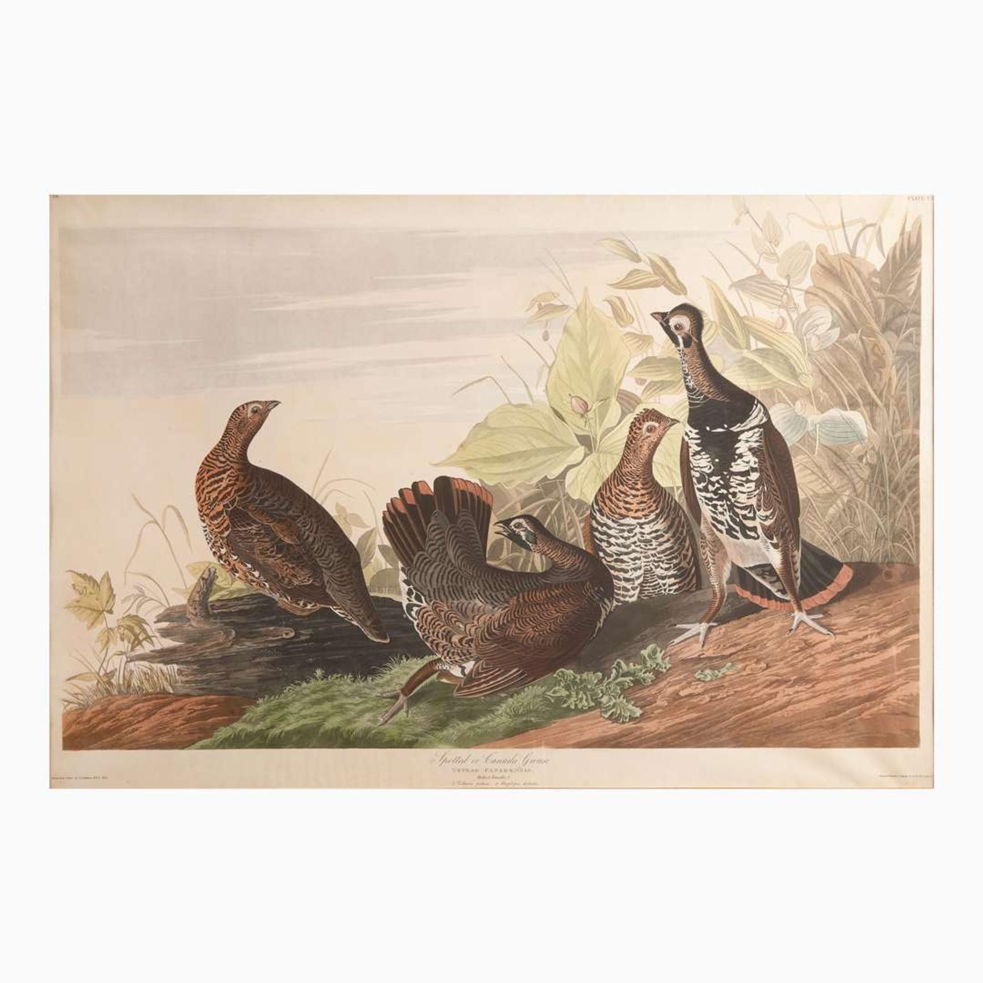 [Prints] Audubon, J(ohn). J(ames). Spotted or Canada Grouse