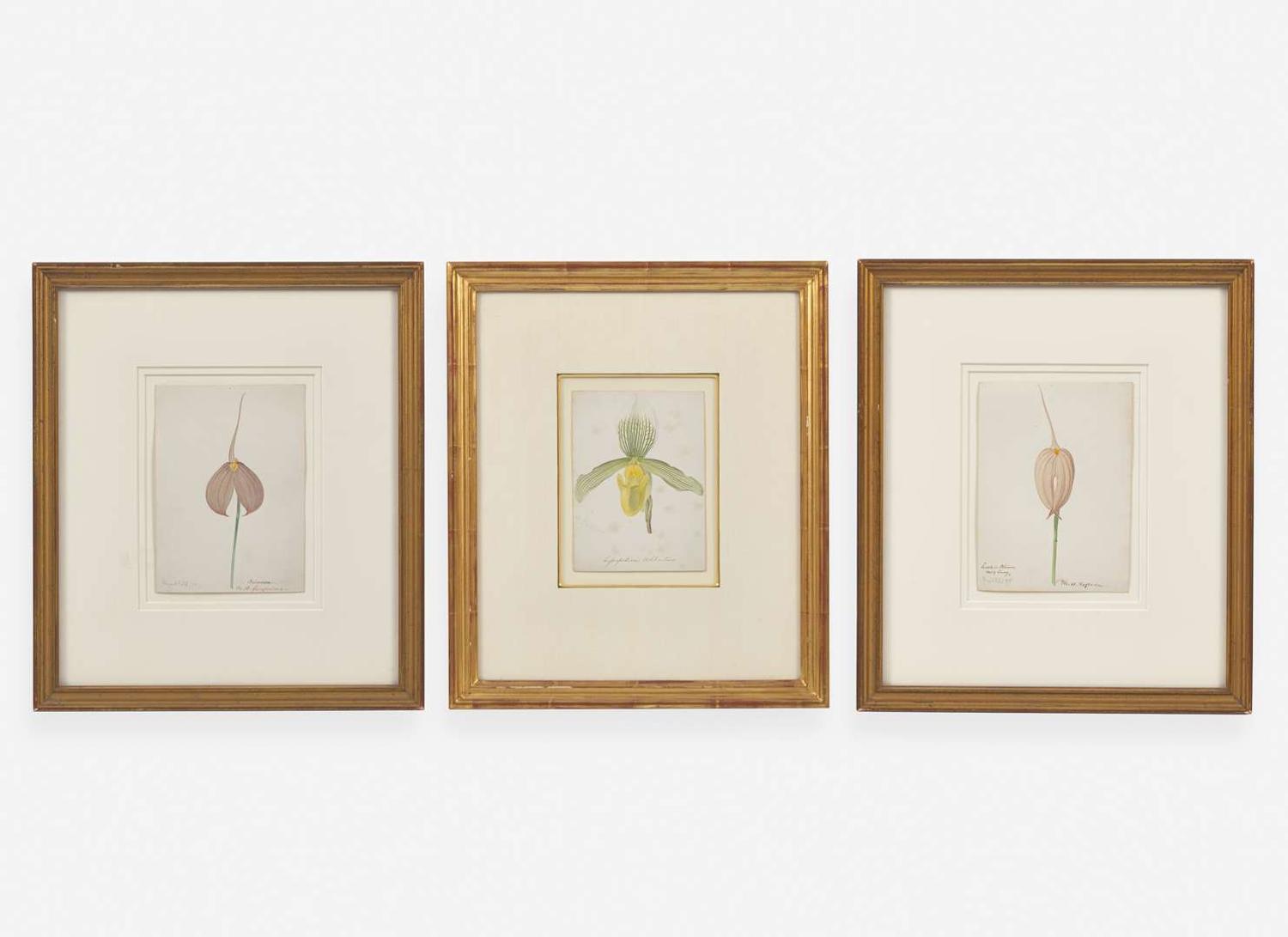 Walter Hood Fitch (English, 1817-1892), A Group of Three Botanical Watercolor Drawings, dated 1879-1880