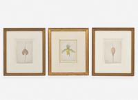 Walter Hood Fitch (English, 1817-1892), A Group of Three Botanical Watercolor Drawings, dated 1879-1880