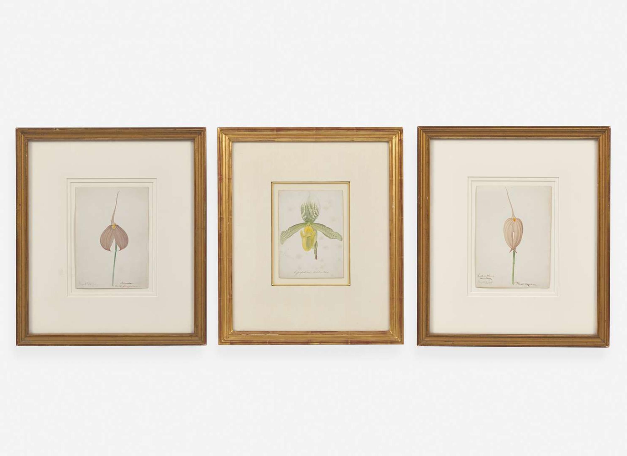 Walter Hood Fitch (English, 1817-1892), A Group of Three Botanical Watercolor Drawings, dated 1879-1880