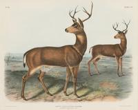 AUDUBON, John James (1785-1851). Pair of lithographs with hand-coloring from Quadrupeds of America , J. T. Bowen , on wove paper, comprising: