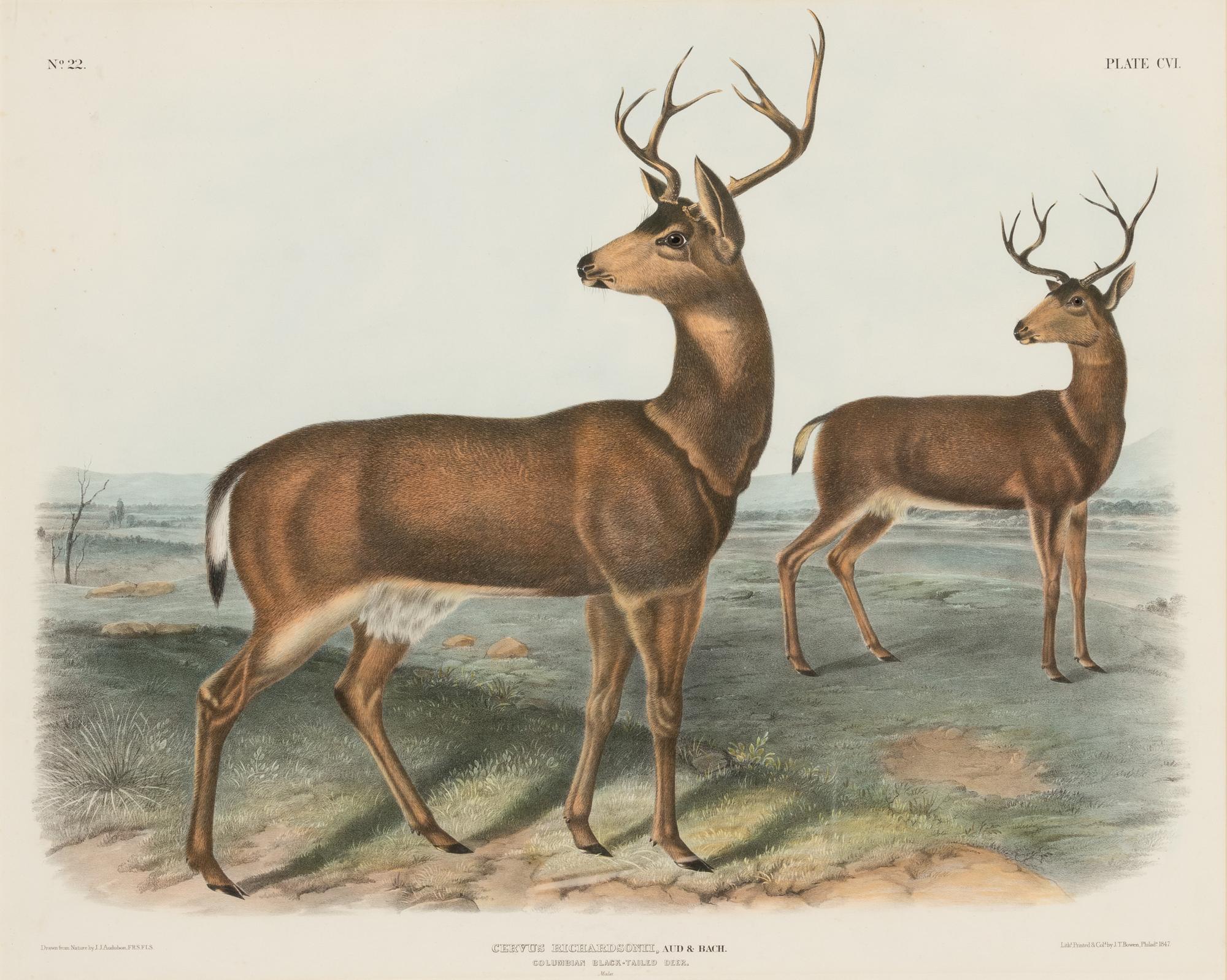 AUDUBON, John James (1785-1851). Pair of lithographs with hand-coloring from Quadrupeds of America , J. T. Bowen , on wove paper, comprising: